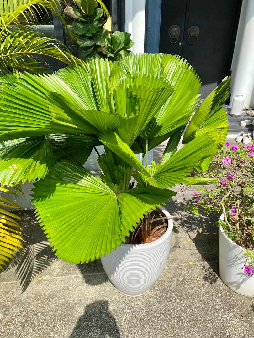 Fan palm tree, Furniture & Home Living, Gardening, Plants & Seeds on ...