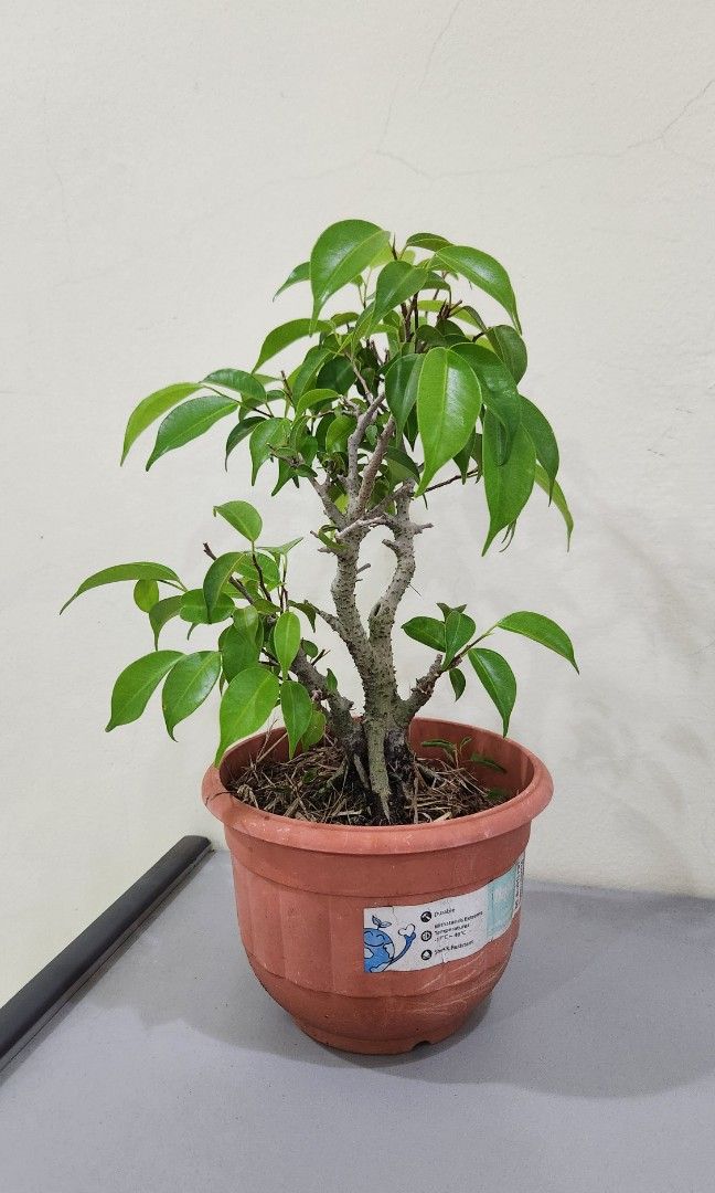 Ficus Bonsai, Furniture & Home Living, Gardening, Plants & Seeds on