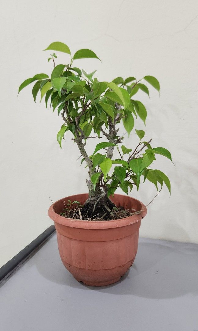 Ficus Bonsai, Furniture & Home Living, Gardening, Plants & Seeds on