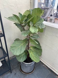 （分類：）位於 。 由 nbrie 提交（商品編號 1238921798，圖片 1）。簡介： 。