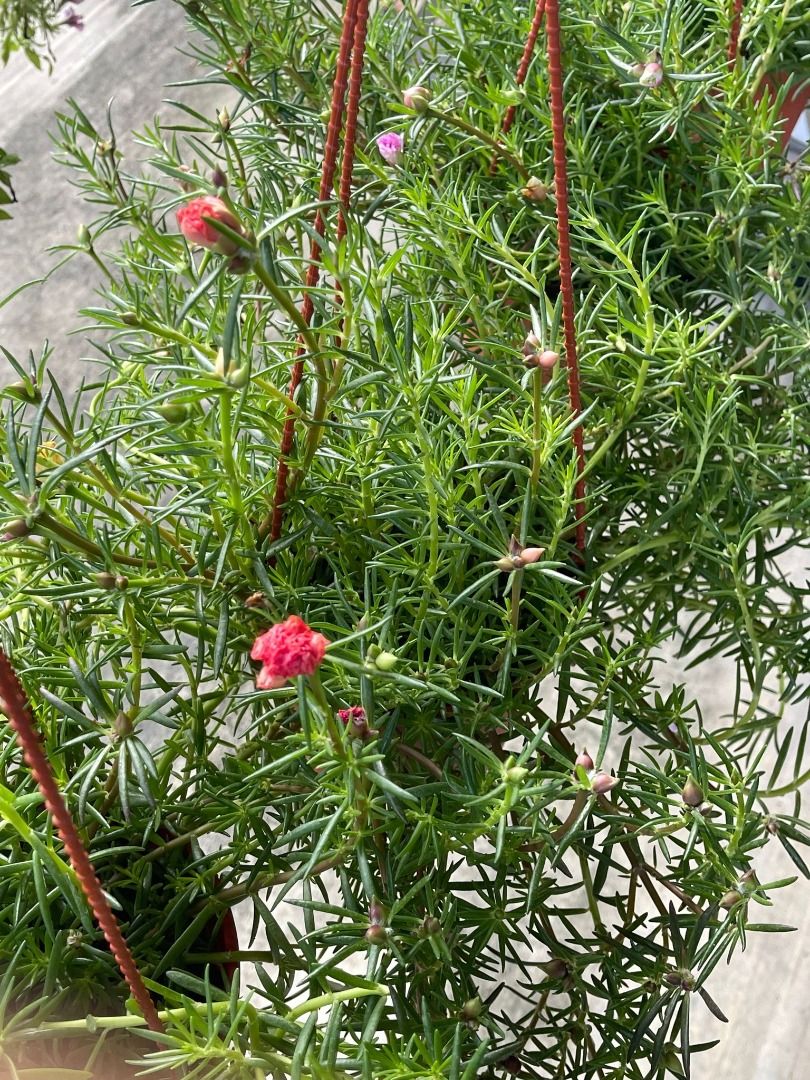 Japanese rose, Furniture & Home Living, Gardening, Plants & Seeds on ...