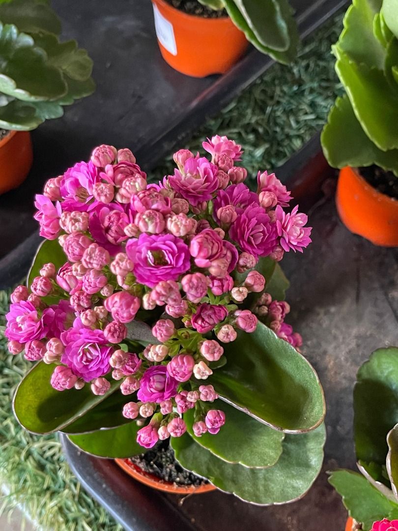 Kalanchoe 8.5C, Furniture & Home Living, Gardening, Plants & Seeds on ...