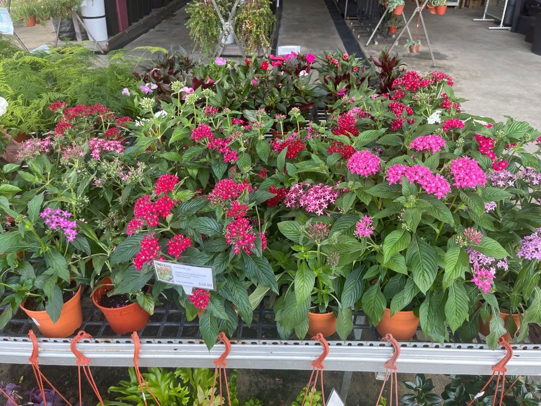Pentas mix 15C, Furniture & Home Living, Gardening, Plants & Seeds on ...