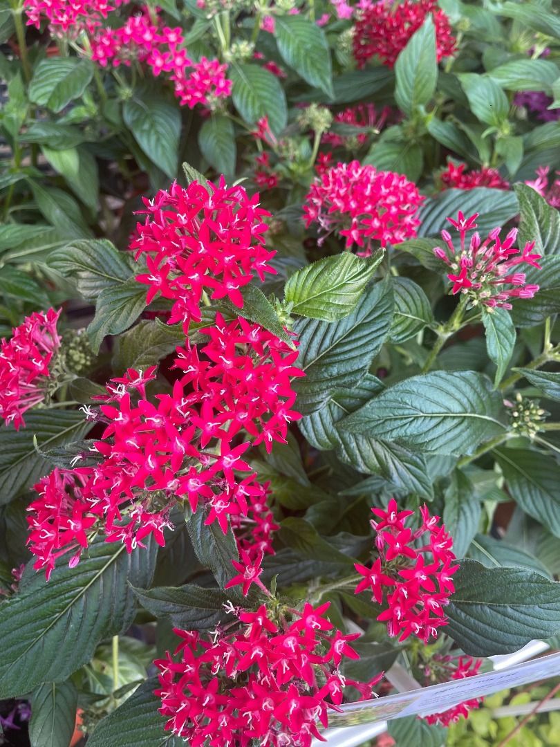 Pentas mix 15C, Furniture & Home Living, Gardening, Plants & Seeds on ...
