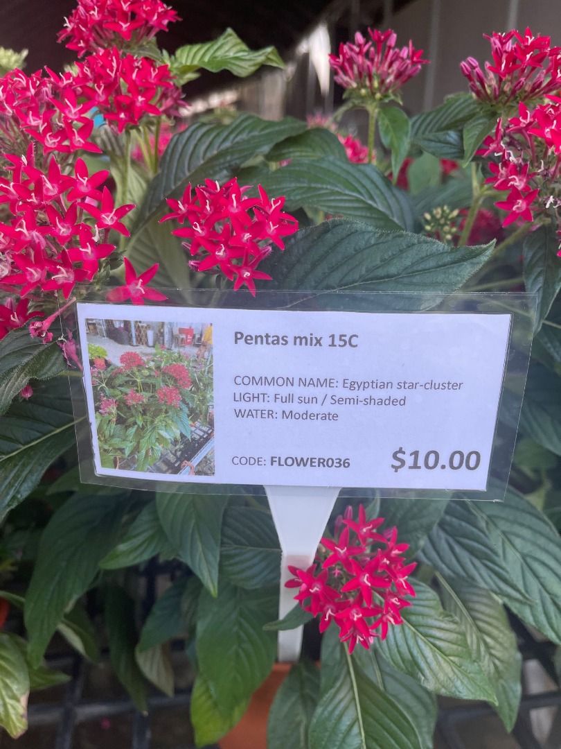 Pentas mix 15C, Furniture & Home Living, Gardening, Plants & Seeds on ...