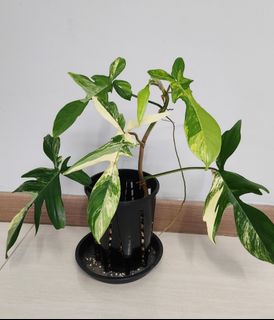 (Category: ) located in . Submitted by aaaaaonetwothreee (Listing ID 1238861000, Image 1). Description: .