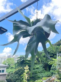 （分類：）位於 。 由 pteridology 提交（商品編號 1238839444，圖片 1）。簡介： 。