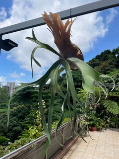 （分類：）位於 。 由 pteridology 提交（商品編號 1238952039，圖片 1）。簡介： 。