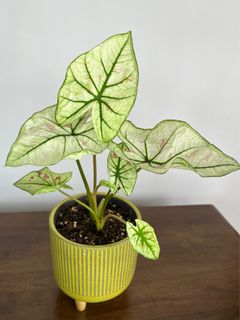 （分類：）位於 。 由 mori.iki 提交（商品編號 1238995603，圖片 1）。簡介： 。
