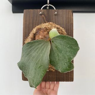 （分類：）位於 。 由 mori.iki 提交（商品編號 1238975862，圖片 1）。簡介： 。