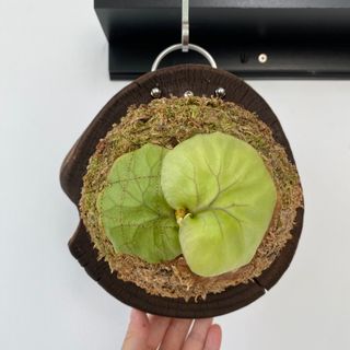 （分類：）位於 。 由 mori.iki 提交（商品編號 1238976168，圖片 1）。簡介： 。