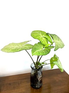 （分類：）位於 。 由 mori.iki 提交（商品編號 1239000734，圖片 1）。簡介： 。