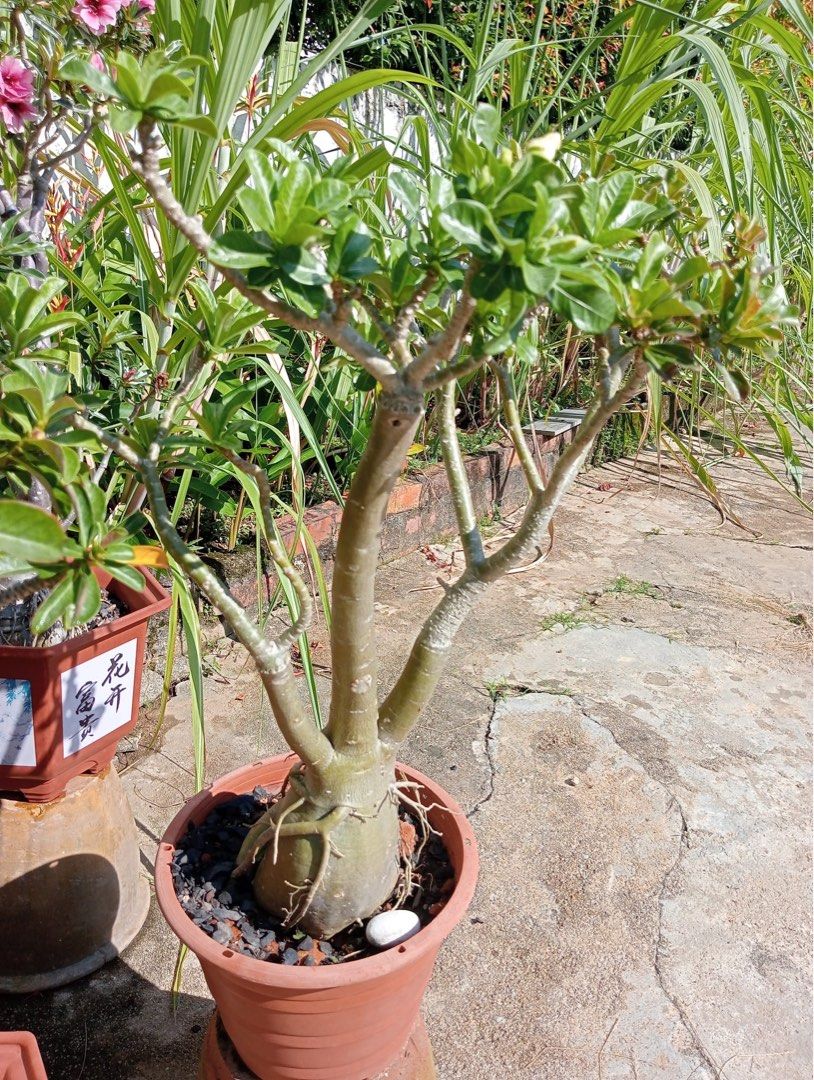 Adenium, Furniture & Home Living, Gardening, Plants & Seeds on Carousell