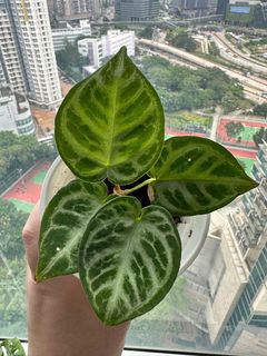 （分類：）位於 。 由 garygary.710 提交（商品編號 1238997328，圖片 1）。簡介： 。