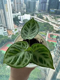 （分類：）位於 。 由 garygary.710 提交（商品編號 1238997476，圖片 1）。簡介： 。
