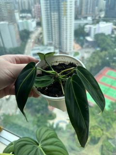 （分類：）位於 。 由 garygary.710 提交（商品編號 1238998466，圖片 1）。簡介： 。