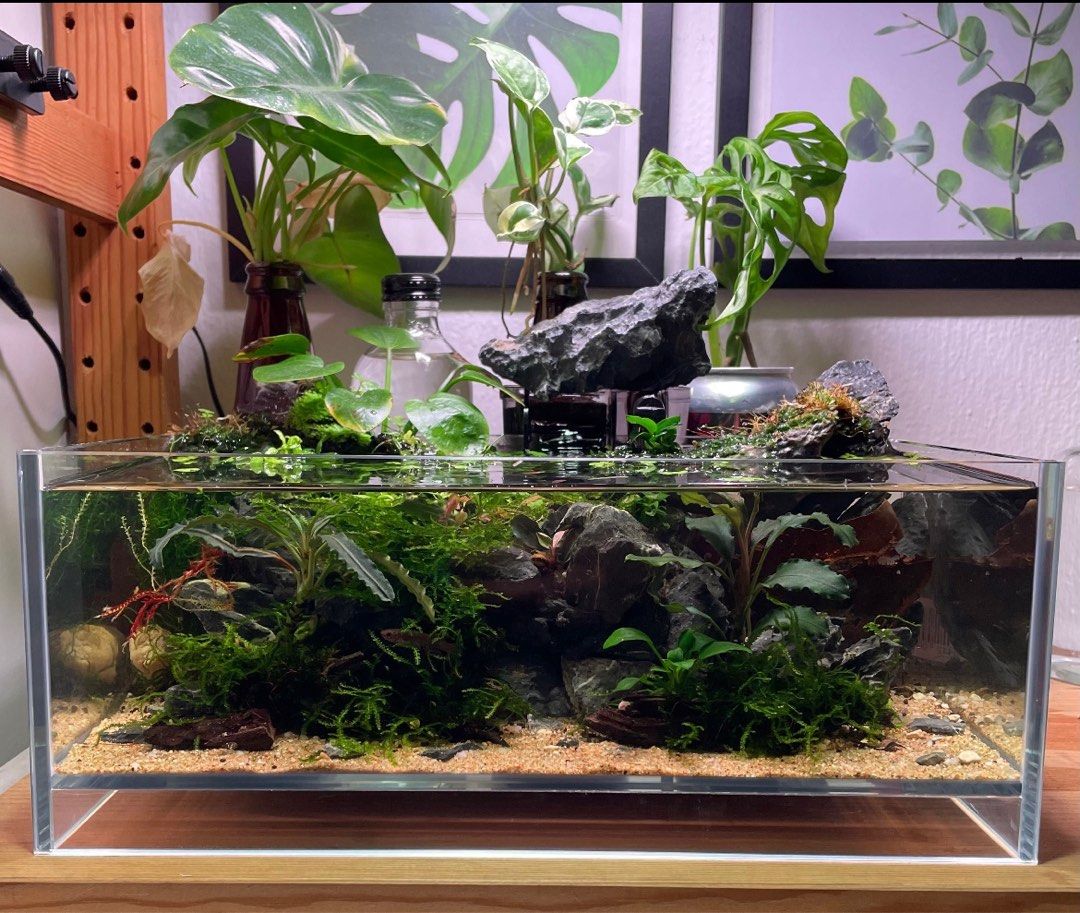 Aquascape Nano Aquarium Live Plants Fish Tank, Pet Supplies, Homes