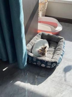(Category: ) located in . Submitted by pawlobby (Listing ID 1239075225, Image 1). Description: .