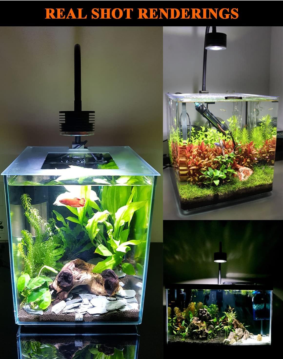 Asta cheap 20 freshwater