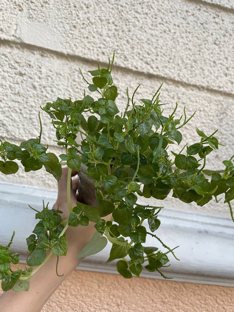 Lush Pansit-Pansitan Peperomia Pellucida Ulasimong-Bato Herbal Medicine