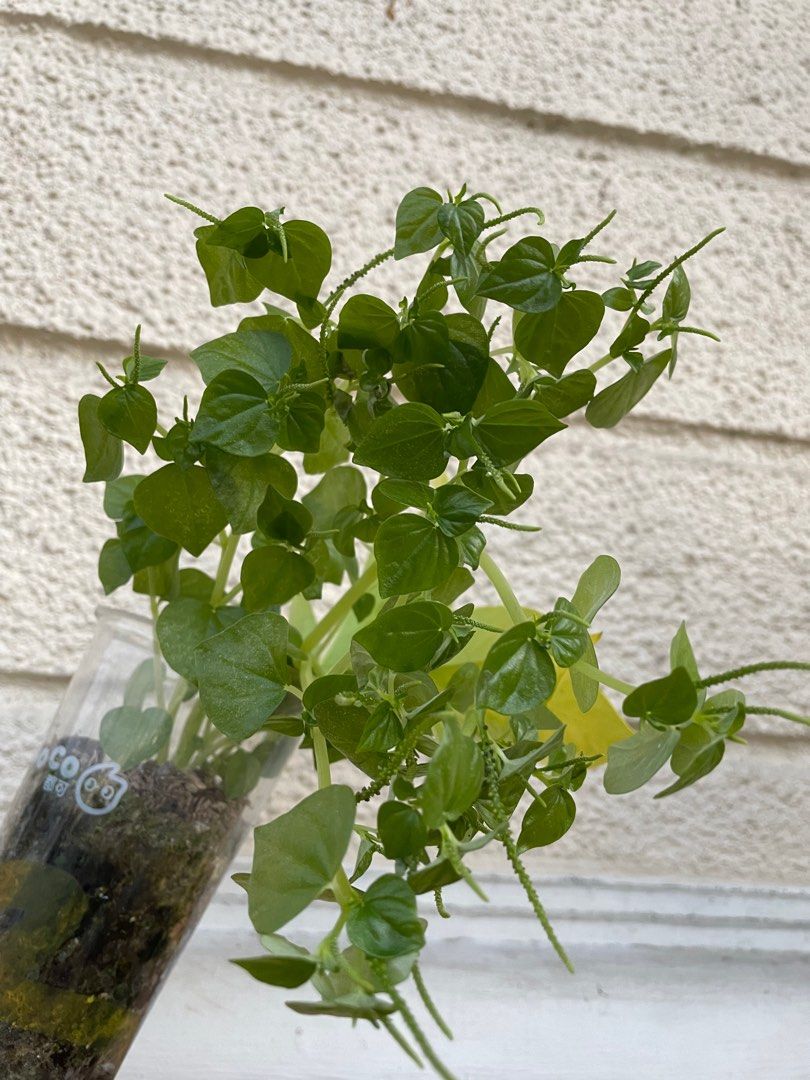 Lush Pansit-Pansitan Peperomia Pellucida Ulasimong-Bato Herbal Medicine