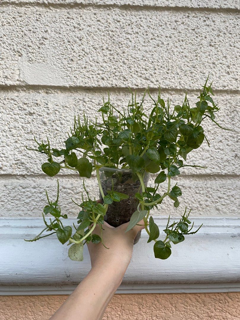 Lush Pansit-Pansitan Peperomia Pellucida Ulasimong-Bato Herbal Medicine