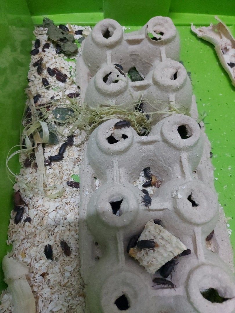 Organic Mealworm, Pet Supplies, Pet Food on Carousell