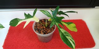 (Category: ) located in . Submitted by PlantB (Listing ID 1239014212, Image 1). Description: .