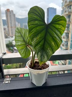 （分類：）位於 。 由 garygary.710 提交（商品編號 1239068294，圖片 1）。簡介： 。