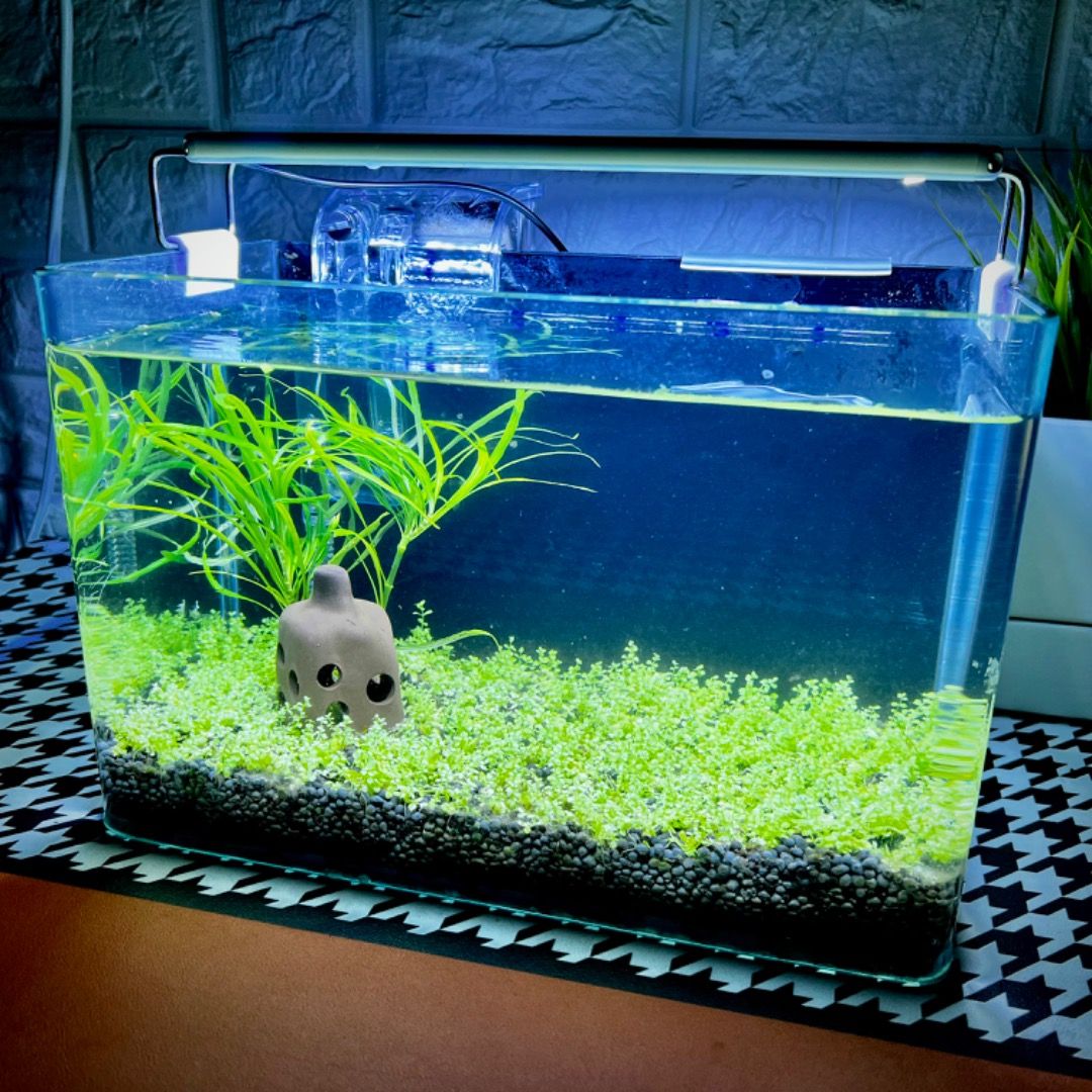 Shrimp tank starter kit clearance