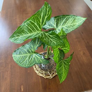 （分類：）位於 。 由 mori.iki 提交（商品編號 1239001959，圖片 1）。簡介： 。
