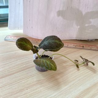 （分類：）位於 。 由 at.this_garden 提交（商品編號 1239242879，圖片 1）。簡介： 。