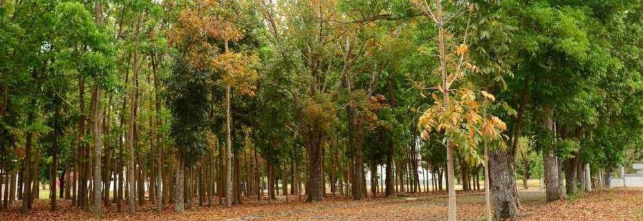 📌" Buyer Only"  Php24k/SQM - Vacant Lot for Sale in Manila Southwoods Residential Lot