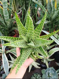 Batch#2 Haworthia/ Aloe/ Agave Live Plant Collection