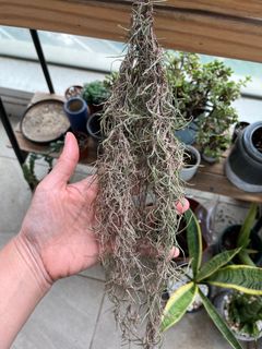 （分類：）位於 。 由 cwong86 提交（商品編號 1239186546，圖片 1）。簡介： 。