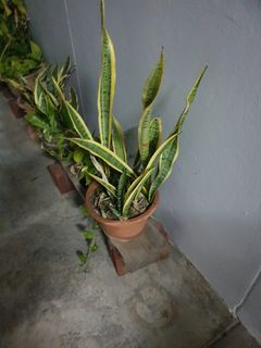 (Category: ) located in . Submitted by hamitaf2wheeler (Listing ID 1239281549, Image 1). Description: .