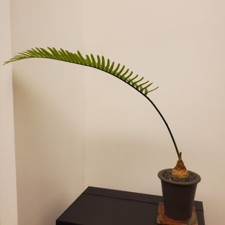 （分類：）位於 。 由 ryokomimi 提交（商品編號 1239384137，圖片 1）。簡介： 。