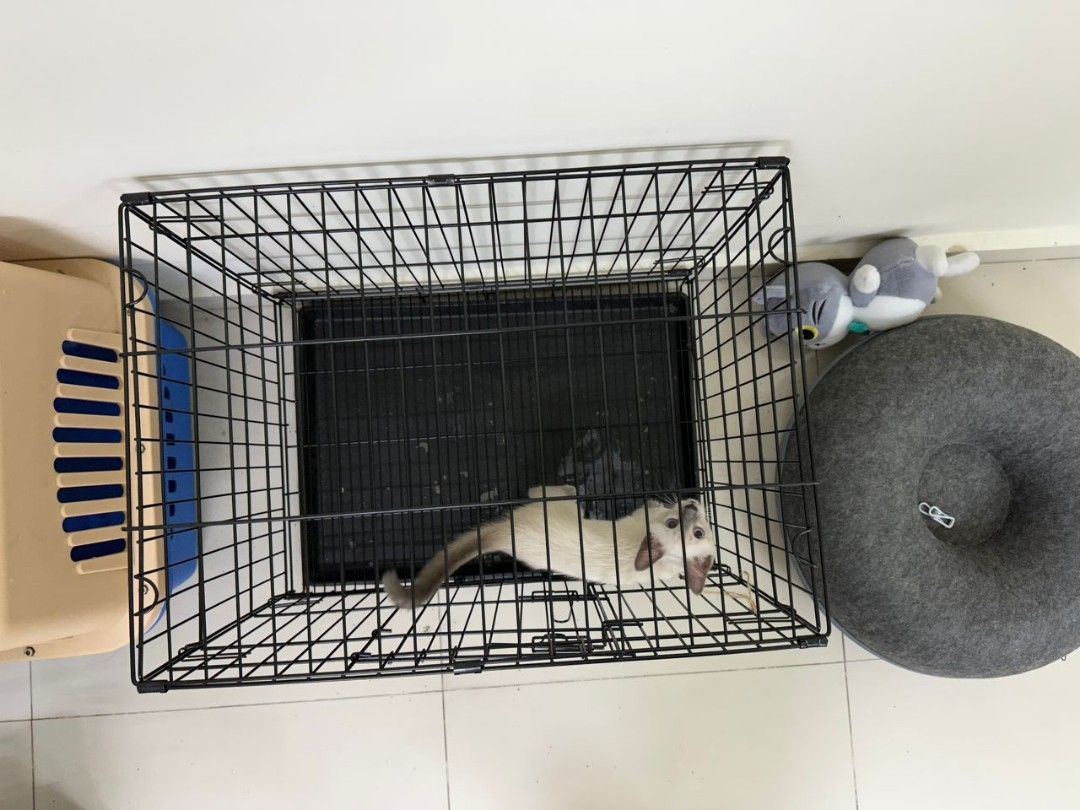 Cat store cage gumtree