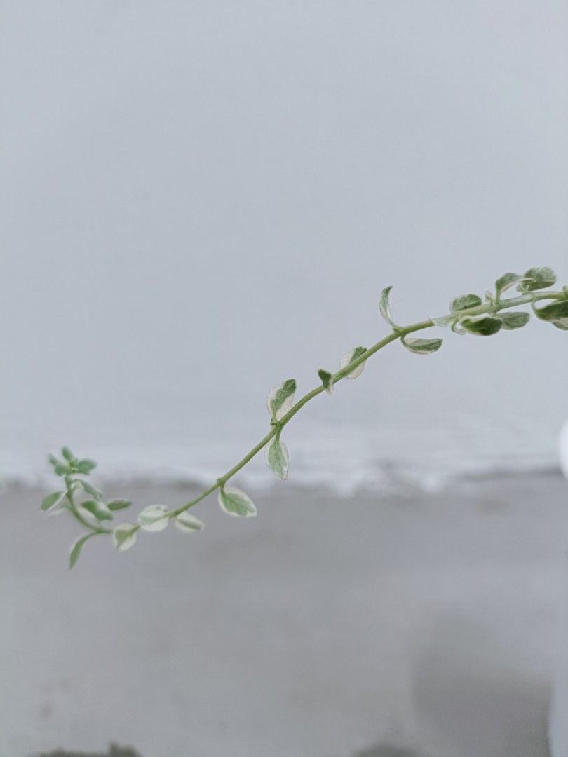 Edible Herb Variegated Lemon Thyme (Thymus x citriodorus 'variegata