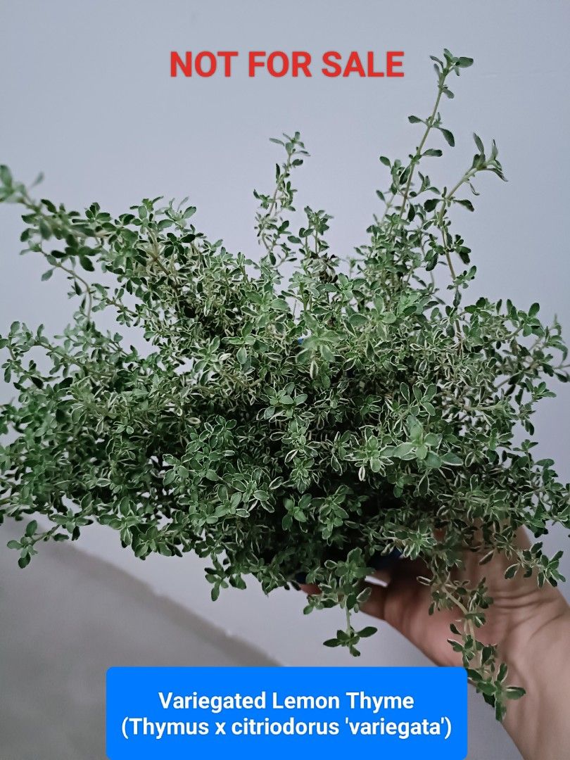 Edible Herb Variegated Lemon Thyme (Thymus x citriodorus 'variegata