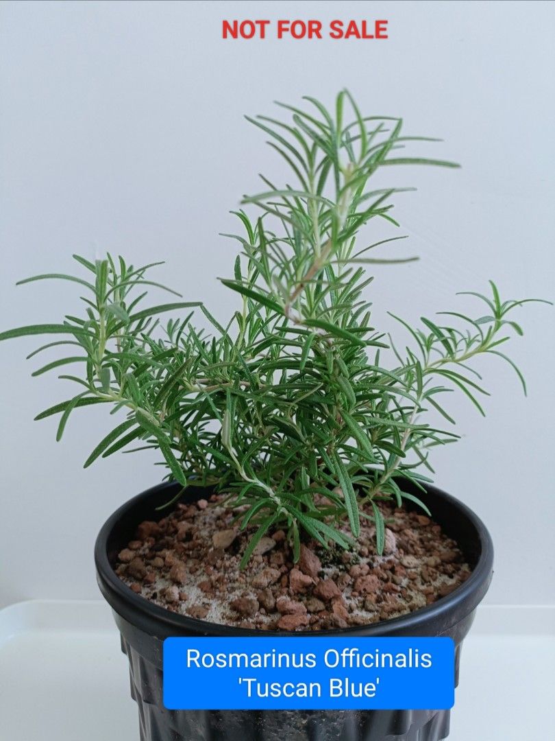 Edible Herbs Rosemary Tuscan Blue / REX / ARP, Furniture & Home Living