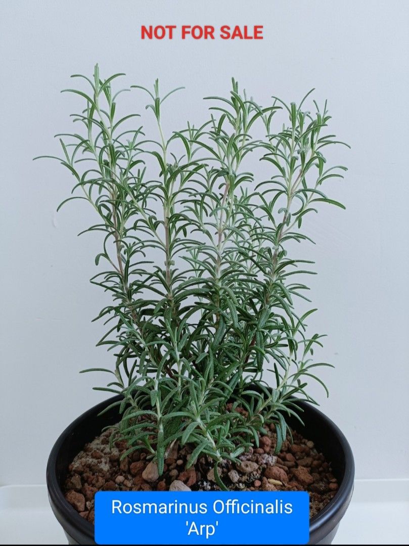 Edible Herbs Rosemary Tuscan Blue / REX / ARP, Furniture & Home Living