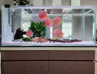 Fish Tank Custom Made Crystal Glass
