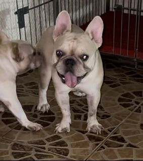 French bulldog stud