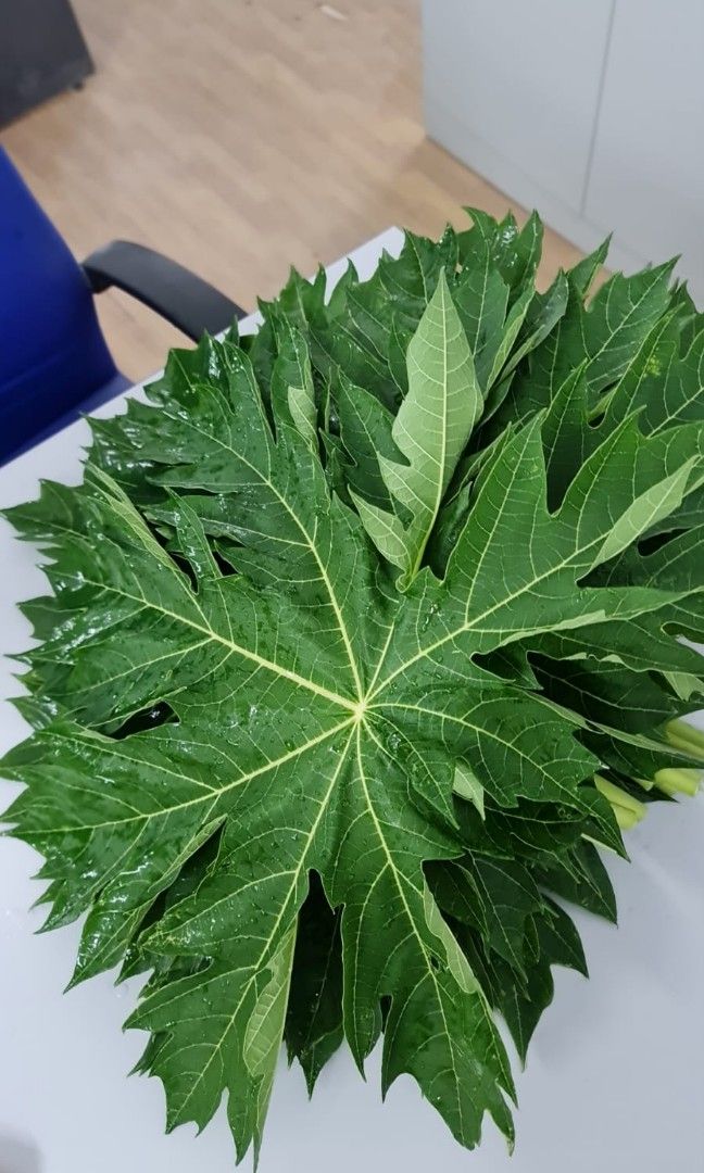 Fresh Papaya Leaves, Furniture & Home Living, Gardening, Plants & Seeds