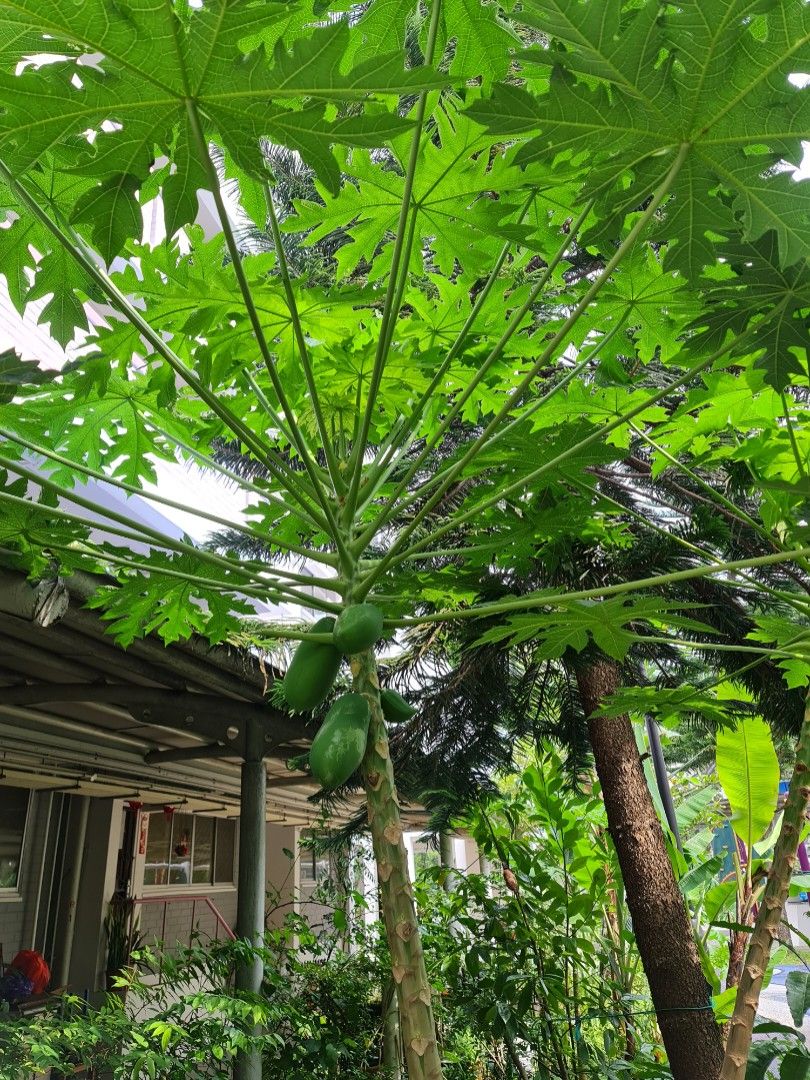 Fresh Papaya Leaves, Furniture & Home Living, Gardening, Plants & Seeds