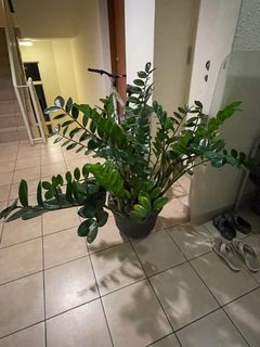 (Category: ) located in . Submitted by mwightman (Listing ID 1239482829, Image 1). Description: .