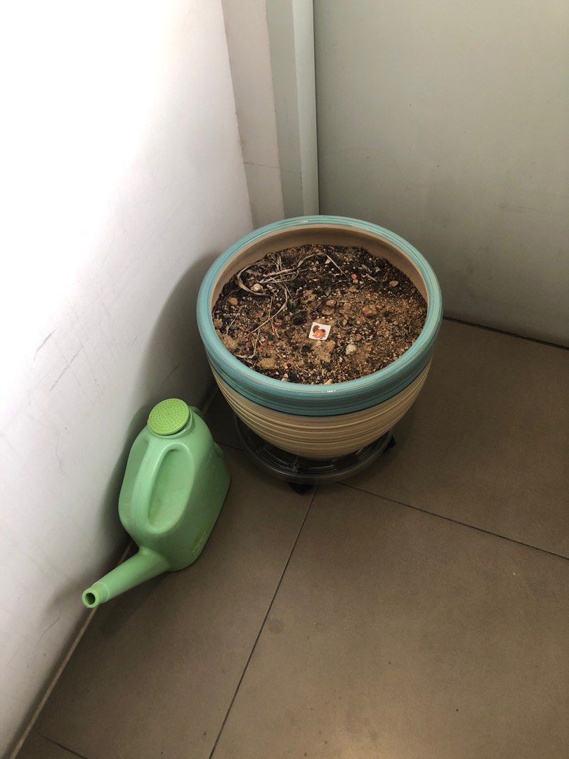 Pot for free, Furniture & Home Living, Gardening, Pots & Planters on