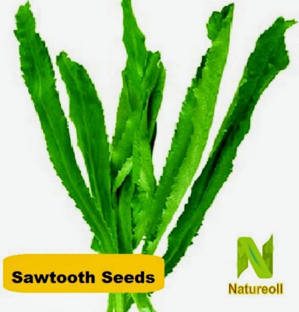 Sawtooth coriander seeds, Furniture & Home Living, Gardening, Plants
