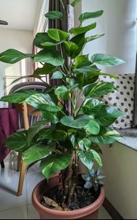 (Category: ) located in . Submitted by kuanand (Listing ID 1239329258, Image 1). Description: .